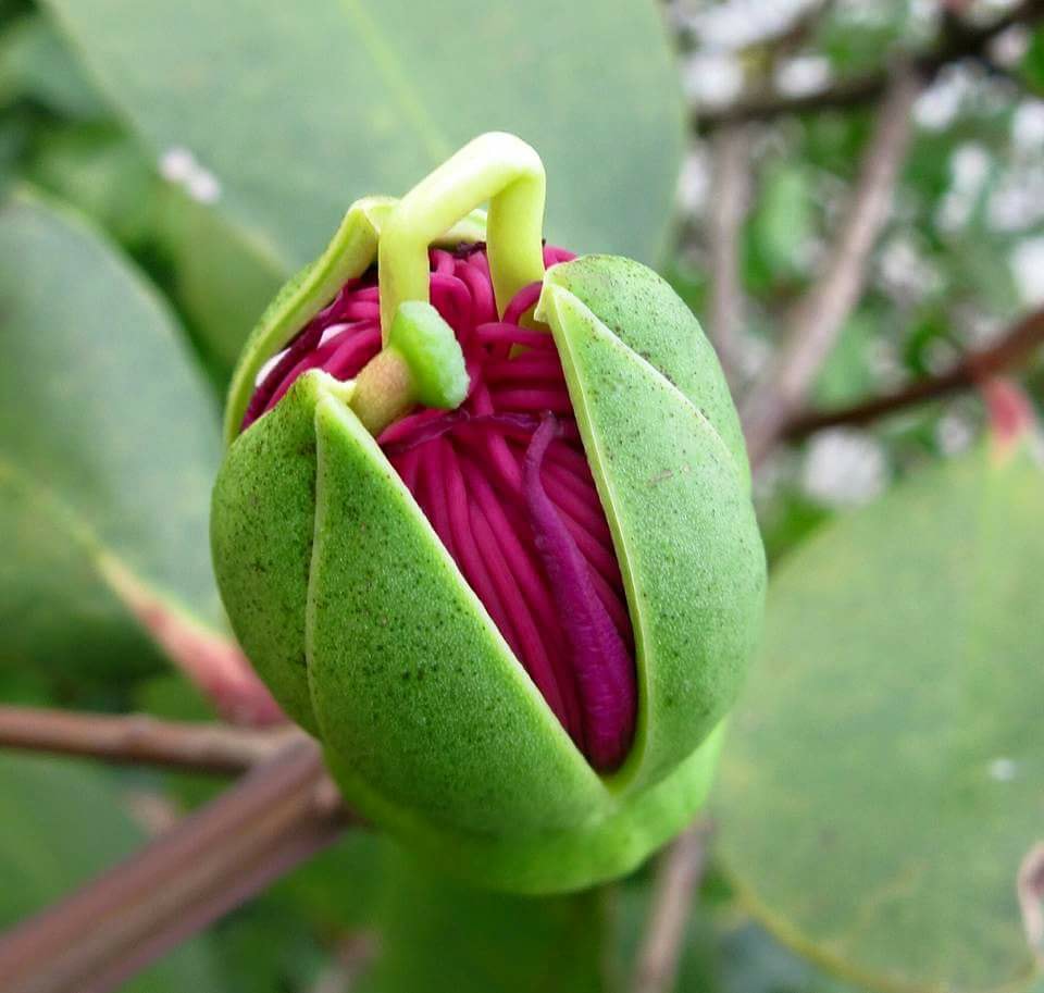 Sonneratia caseolaris-1.jpg